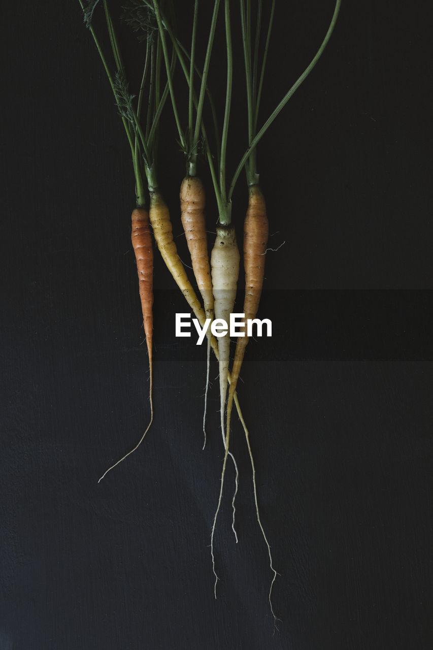 Carrots on black background