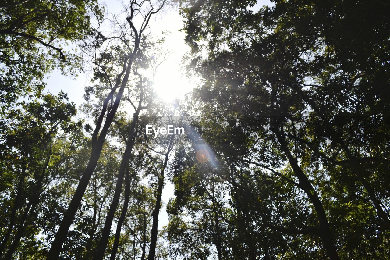 LOW ANGLE VIEW OF TREES AGAINST SUNLIGHT