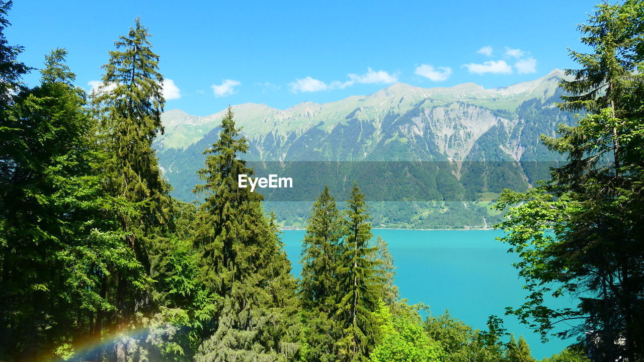 SCENIC VIEW OF TREES BY MOUNTAINS AGAINST SKY