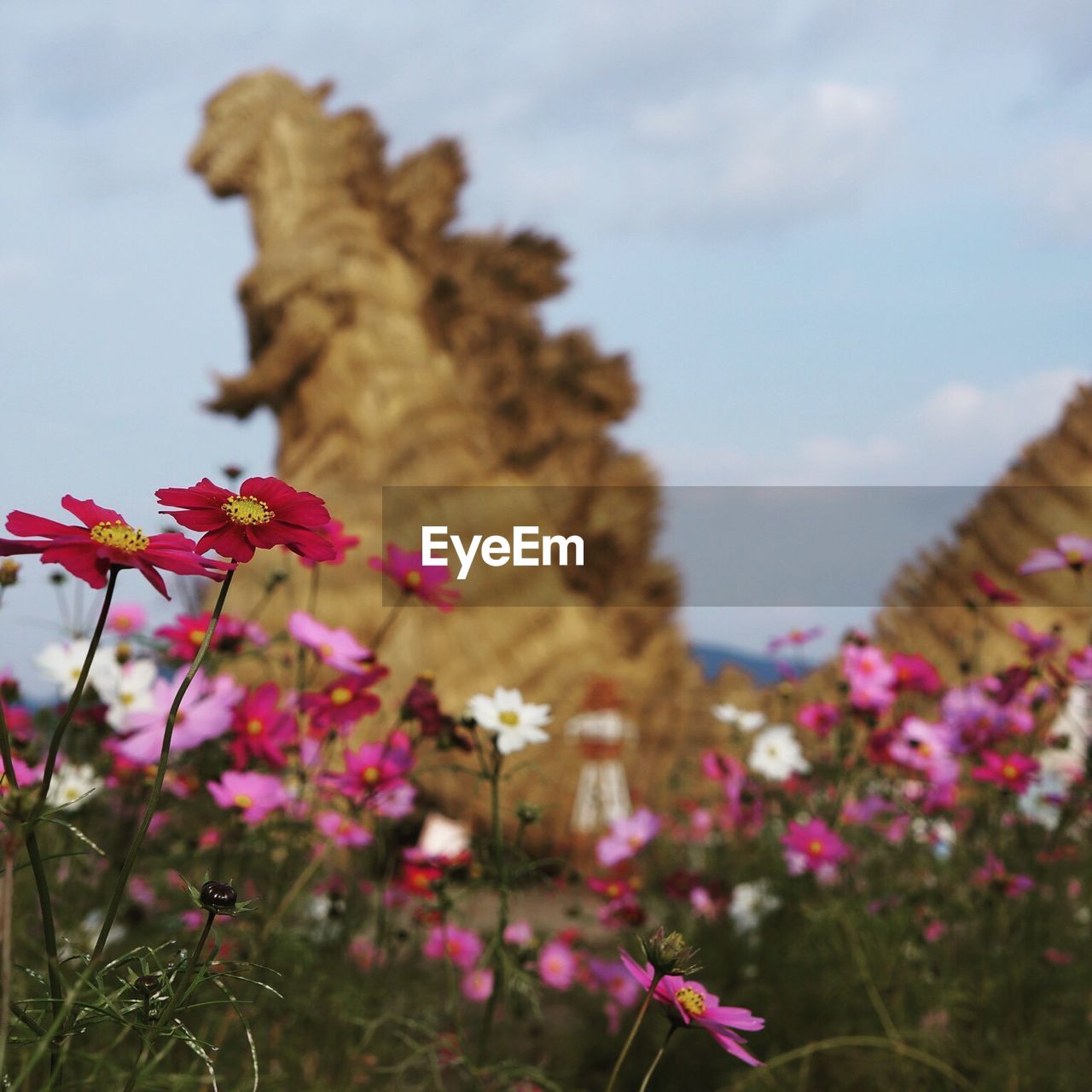 CLOSE-UP OF FLOWERS AGAINST SKY