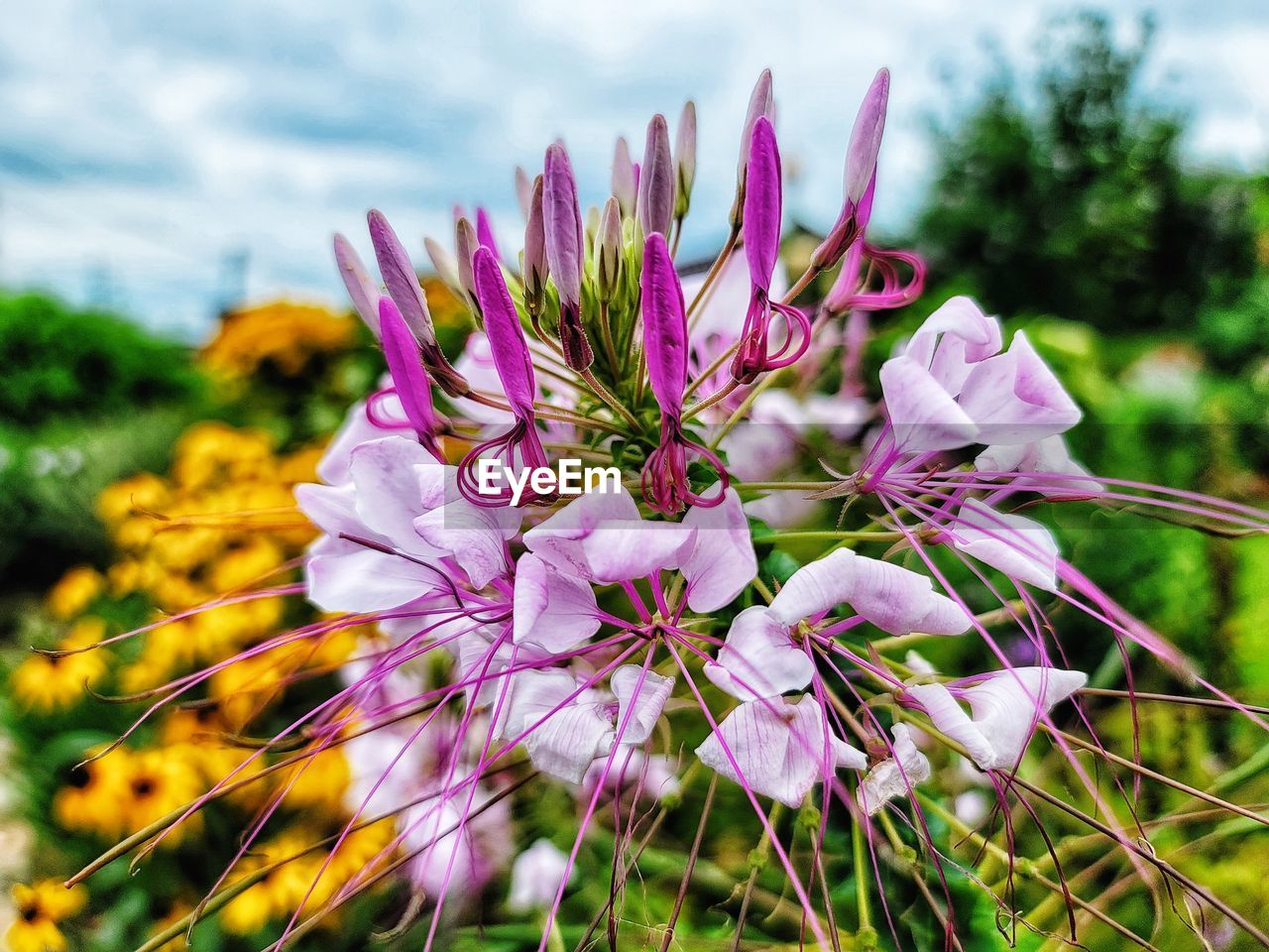 CLOSE-UP OF PINK FLOWERING PLANTS ON LAND