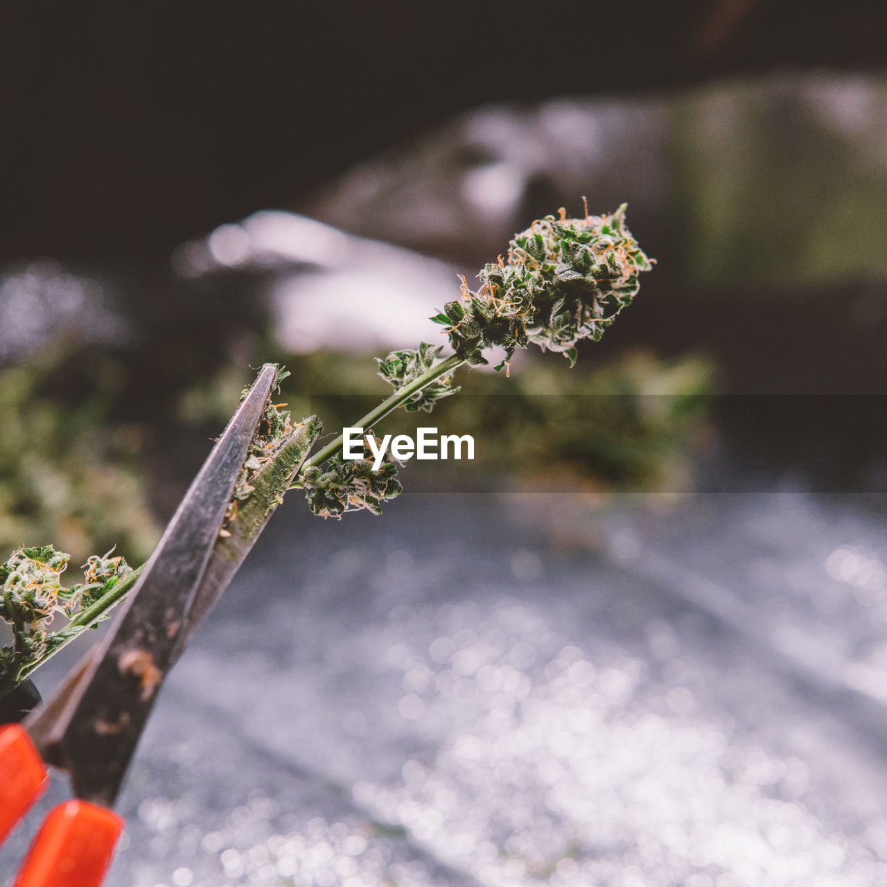 Close-up of cannabis plant growing outdoors