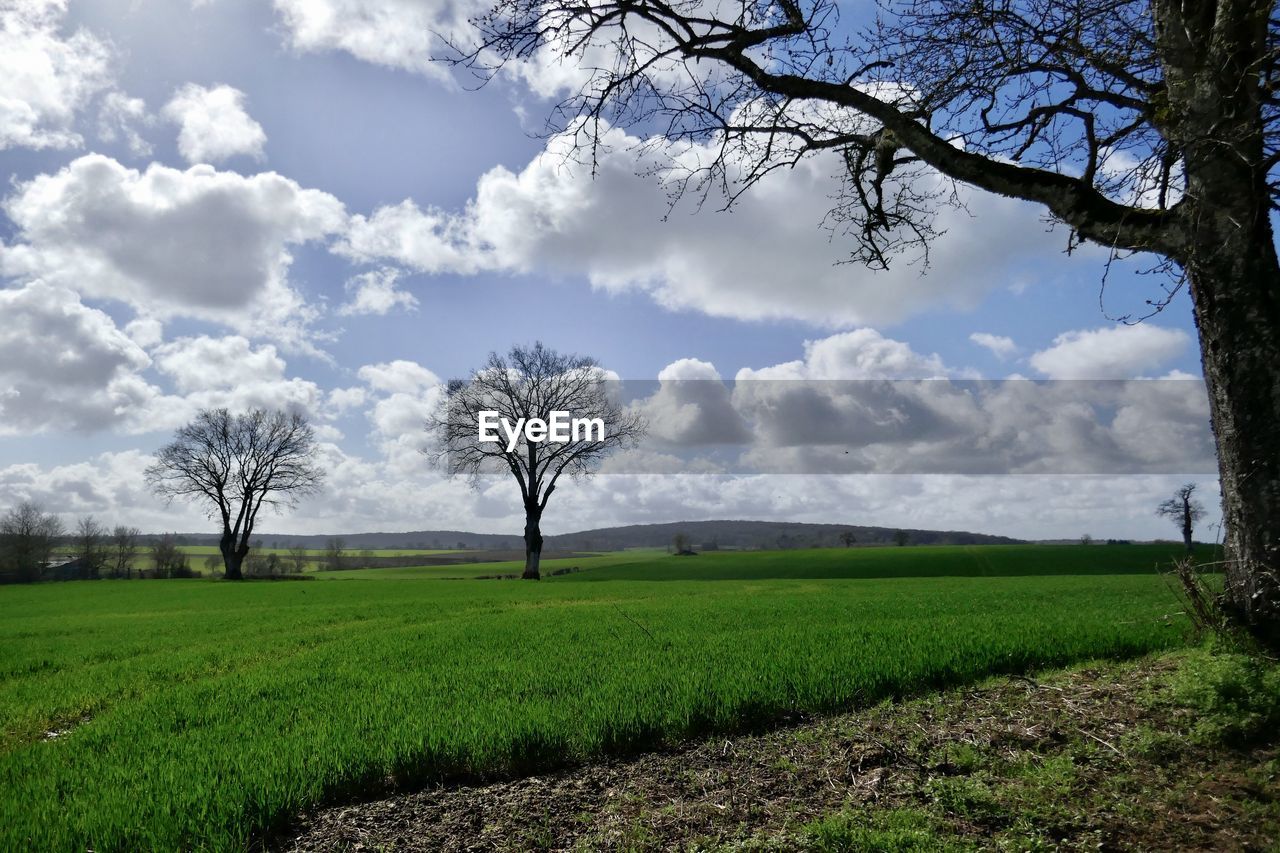 Scenic view of field against sky