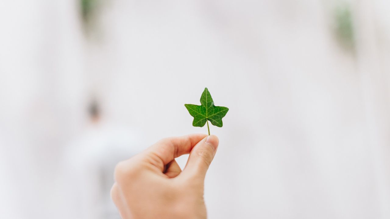 Cropped hand holding leaf