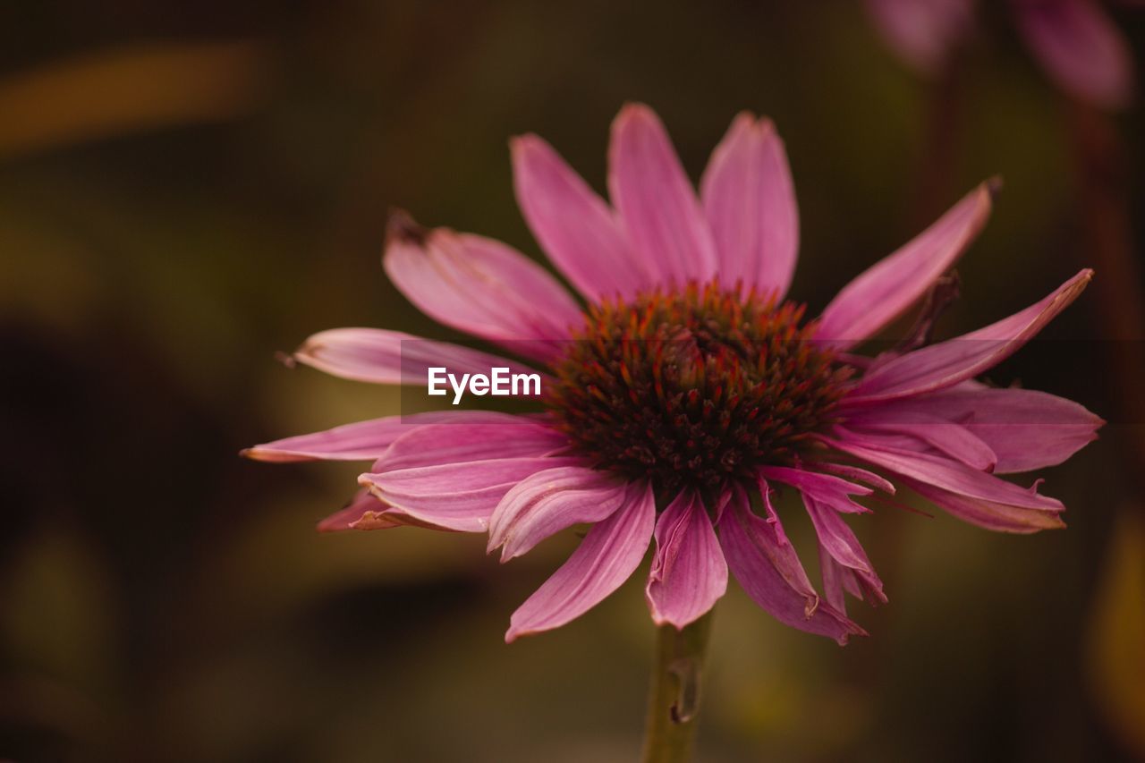 Close-up of pink flower