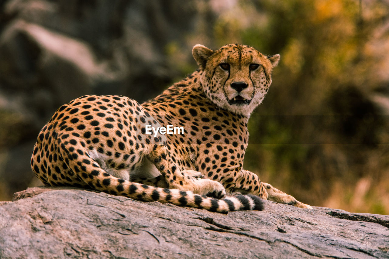 Leopard on rock