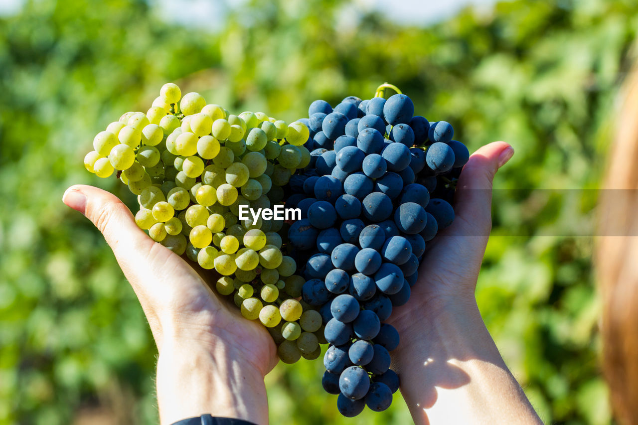 Cropped hand of woman holding grapes