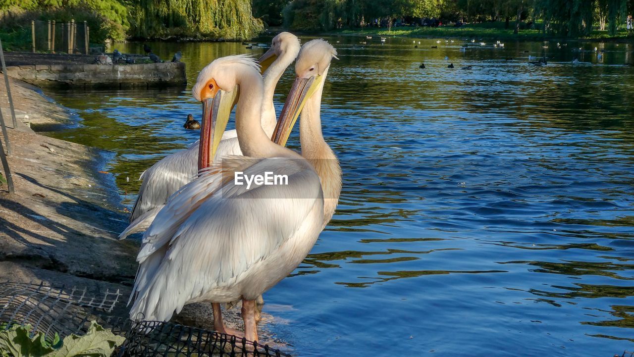 VIEW OF BIRD IN LAKE