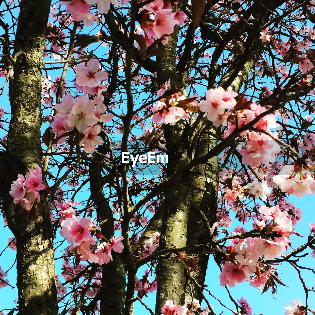 Low angle view of pink flowers blooming on tree