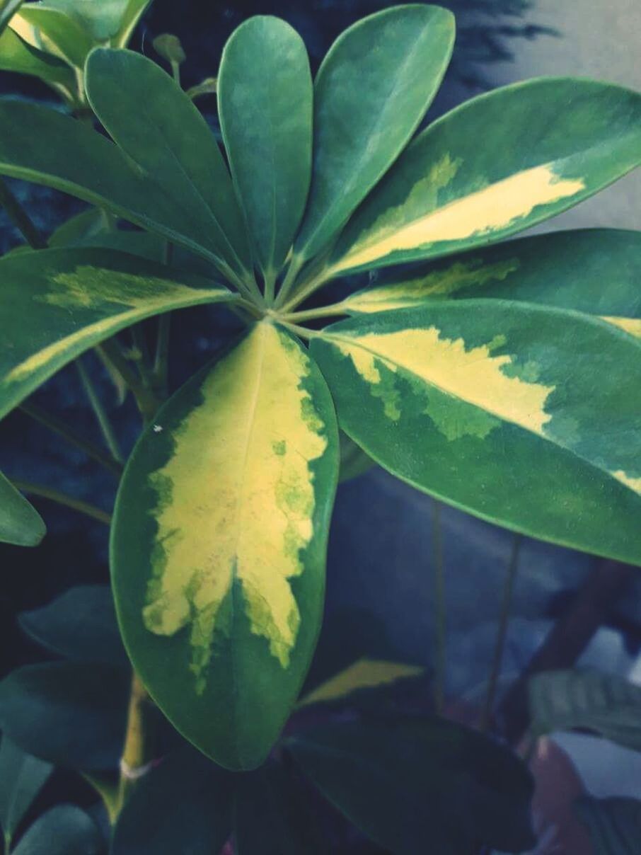 CLOSE-UP OF GREEN PLANT