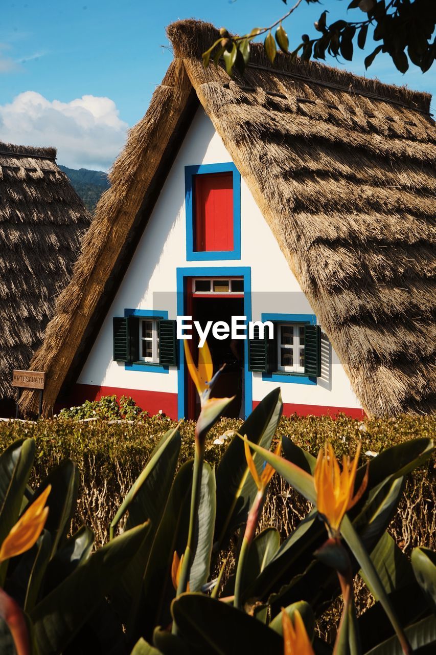 Plants growing on house