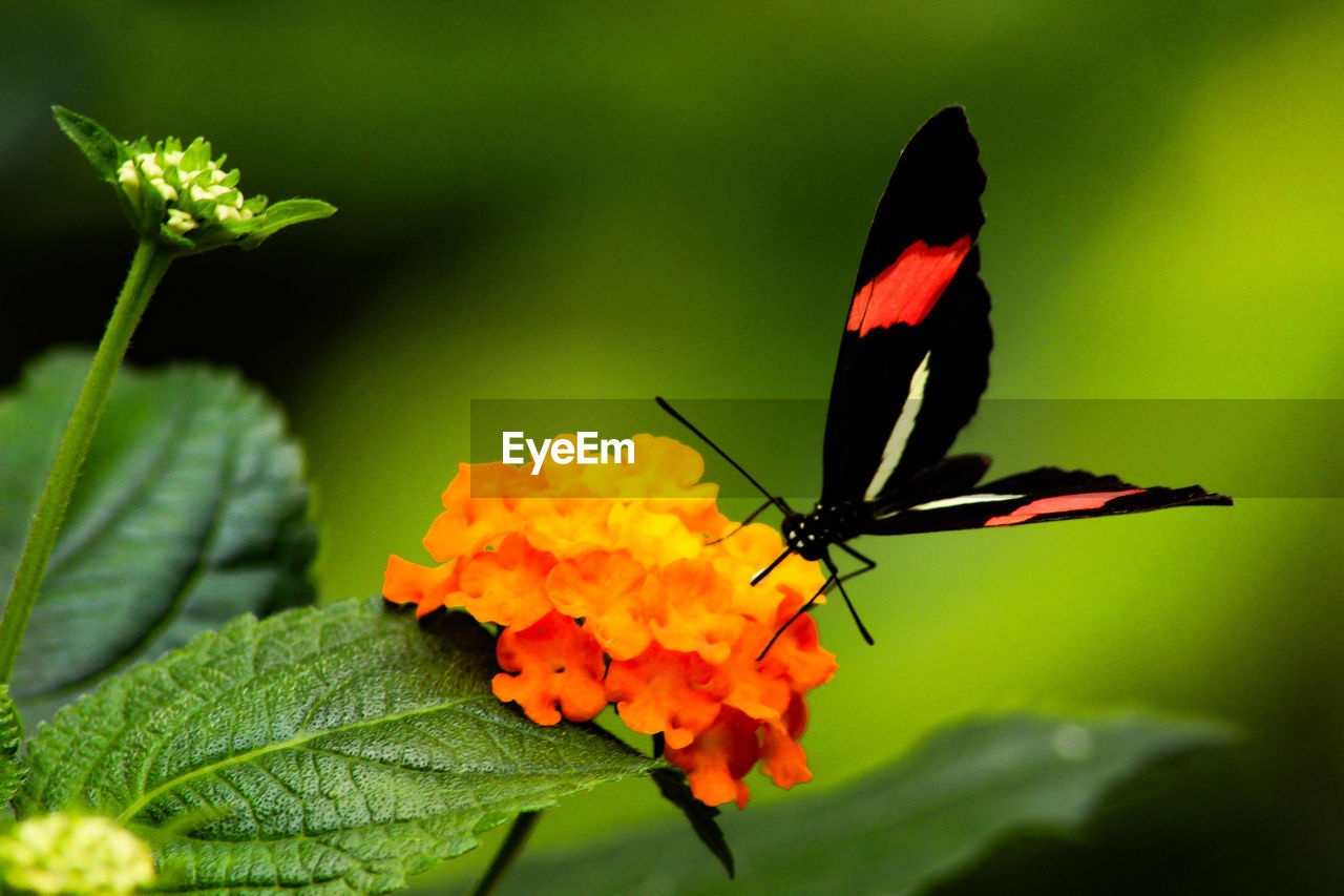 Close-up of butterfly pollinating on flower