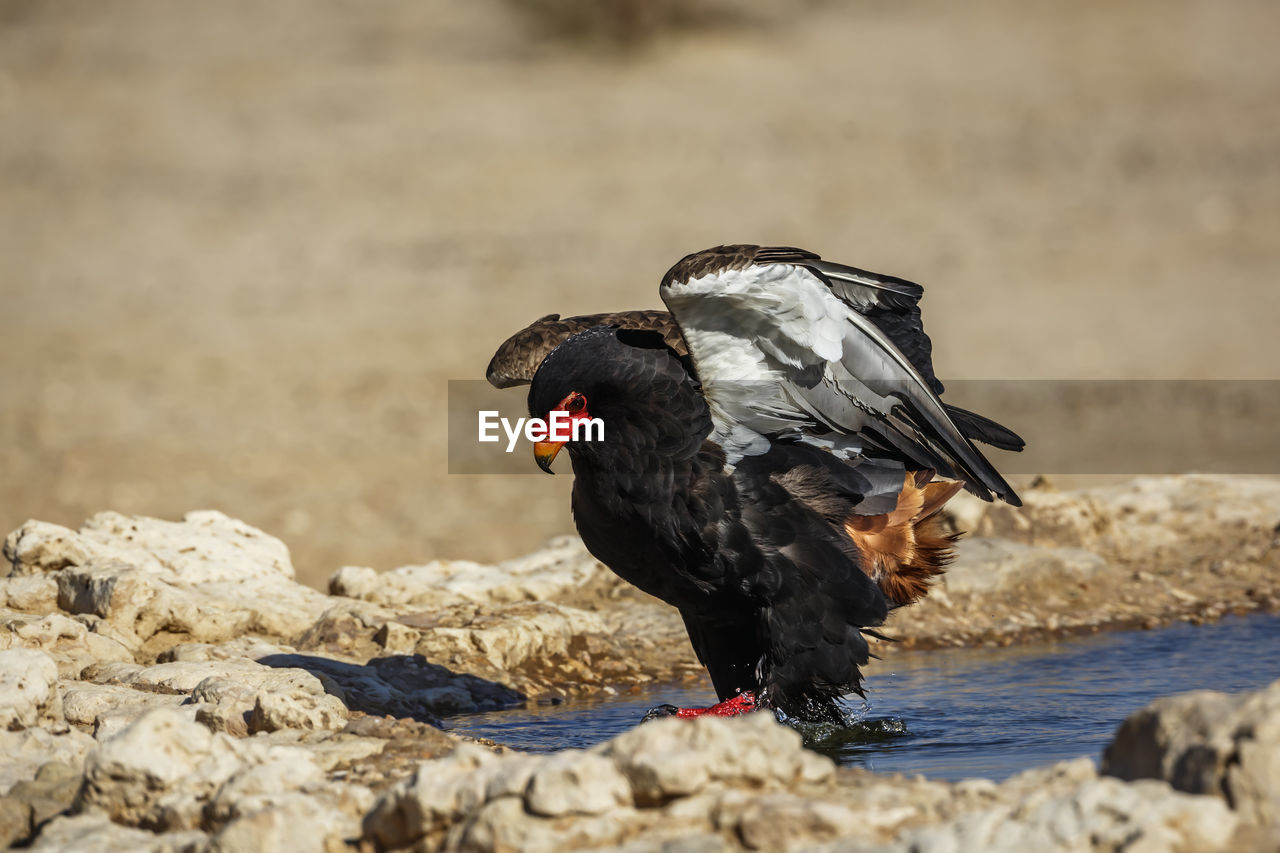 animal, animal themes, bird, one animal, animal wildlife, wildlife, nature, black, beak, no people, day, rock, outdoors