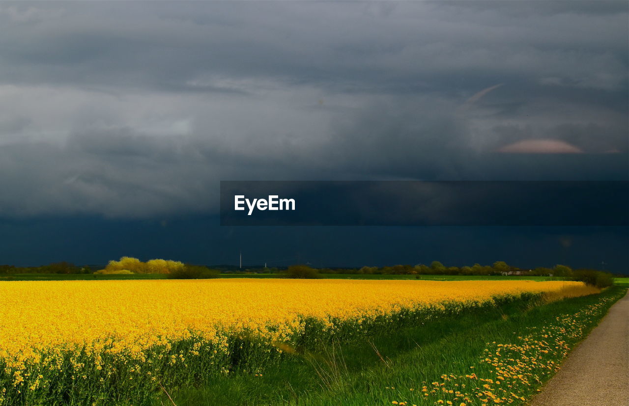 Scenic view of field against sky