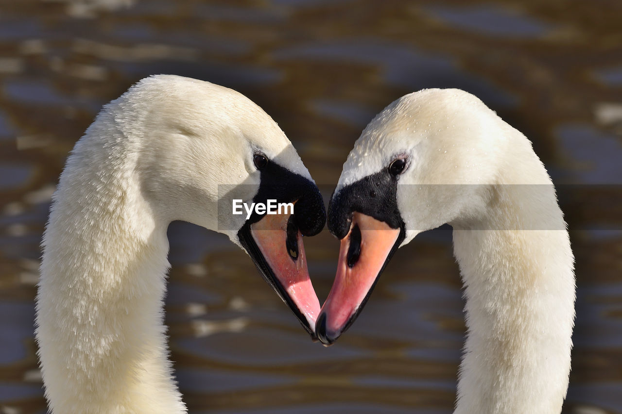 Close-up of a pair of swans performing a courting ritual