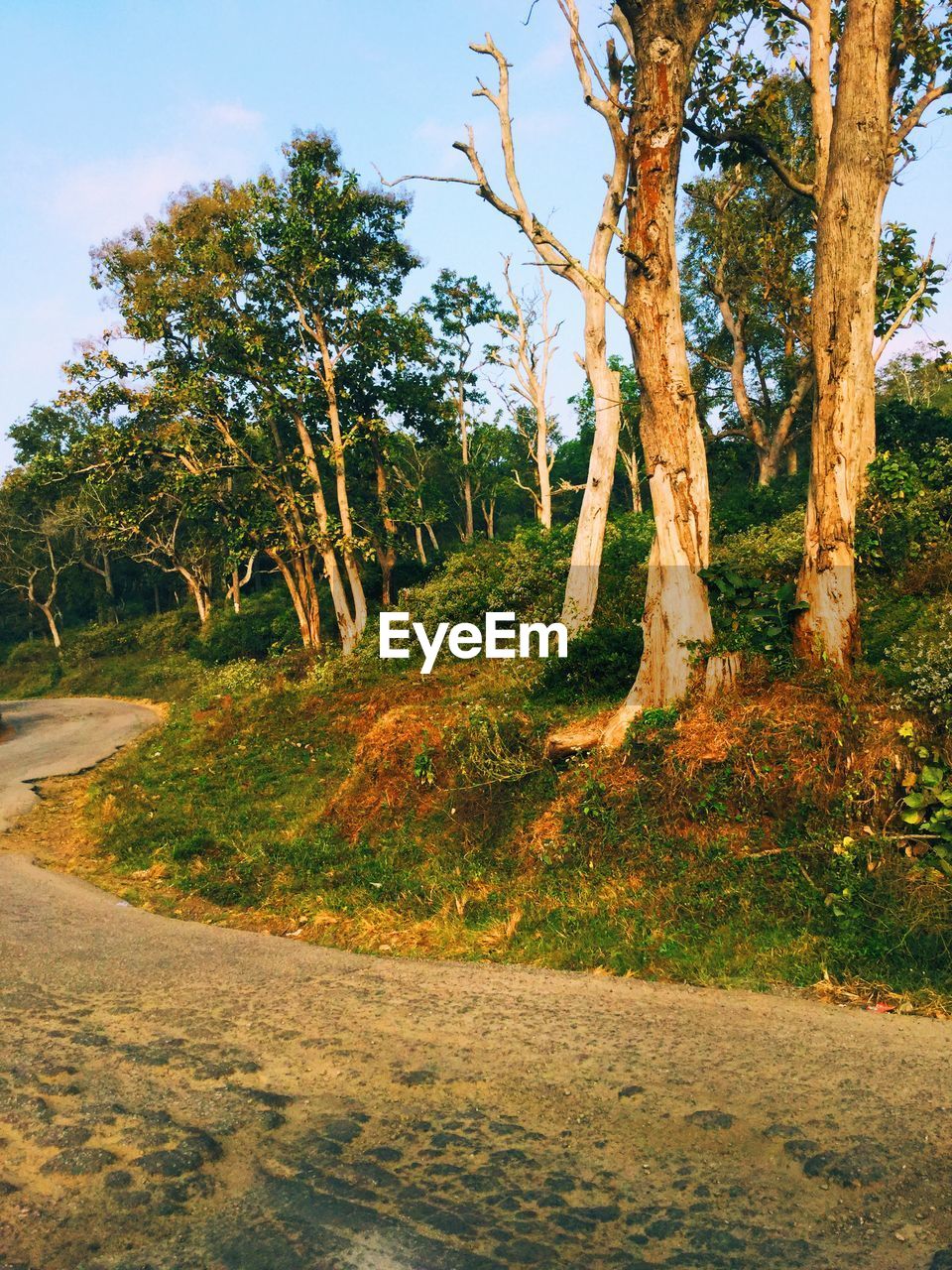 Damaged road by trees in forest