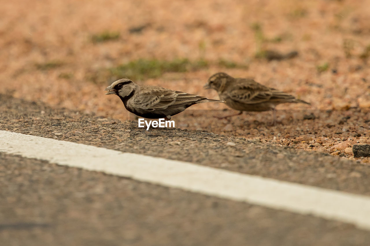 SIDE VIEW OF BIRDS