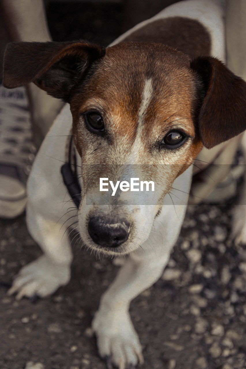 Portrait of dog on field