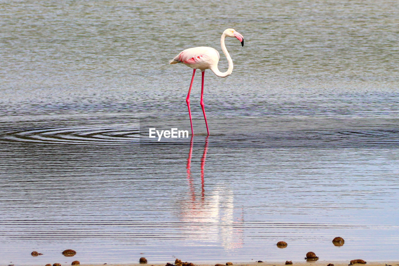 Bird flying over lake