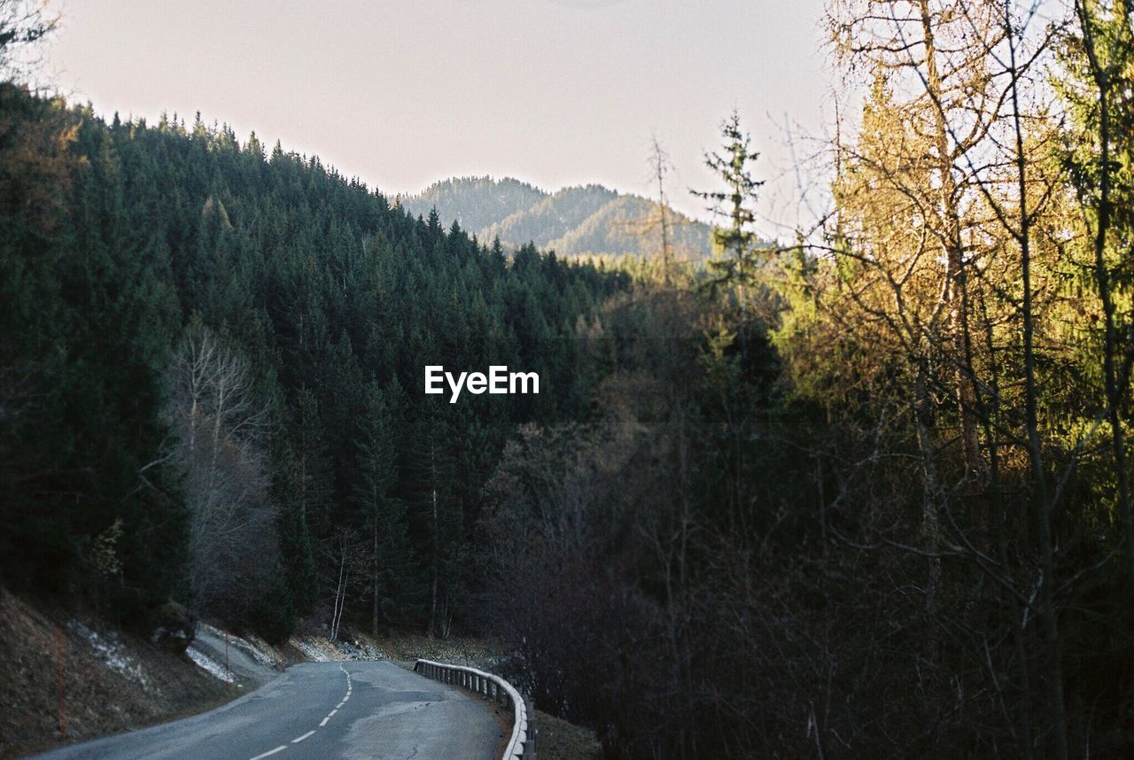 Road amidst trees in forest against sky