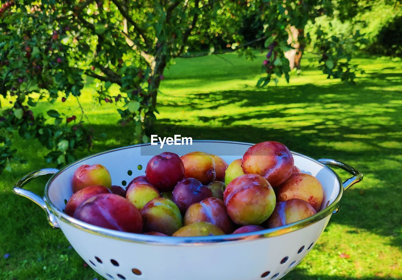 food and drink, food, healthy eating, plant, fruit, freshness, wellbeing, grass, nature, produce, green, apple - fruit, apple, tree, day, no people, container, bowl, summer, basket, outdoors, field, growth, sunlight, front or back yard, lawn, agriculture, land, harvesting, landscape
