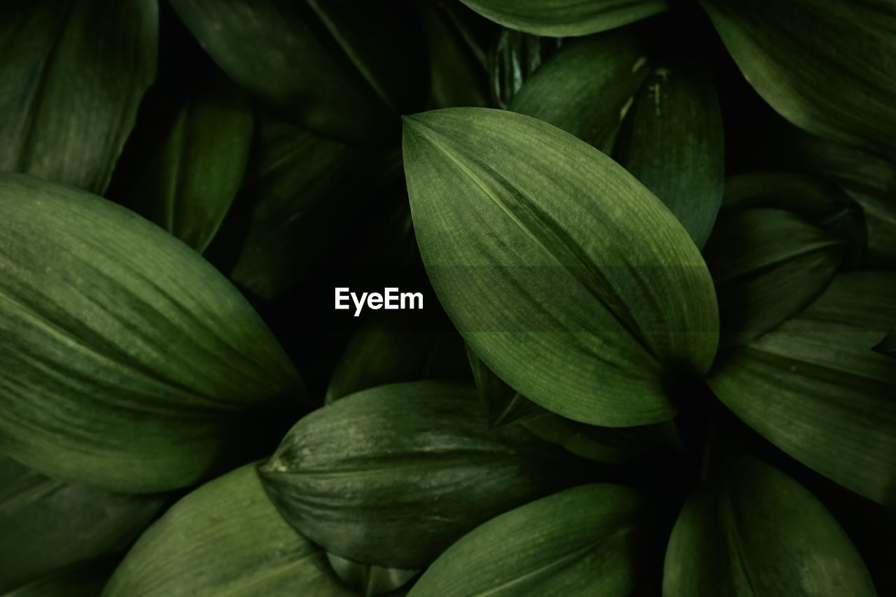 FULL FRAME SHOT OF FRESH GREEN PLANT