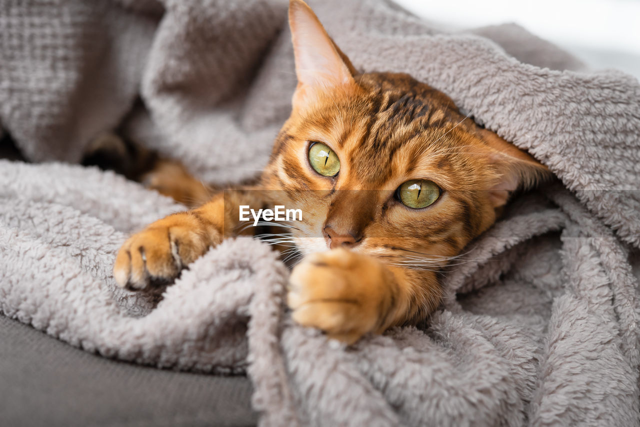 Cute sleepy cat peeks out from under the blanket, funny pet at home.
