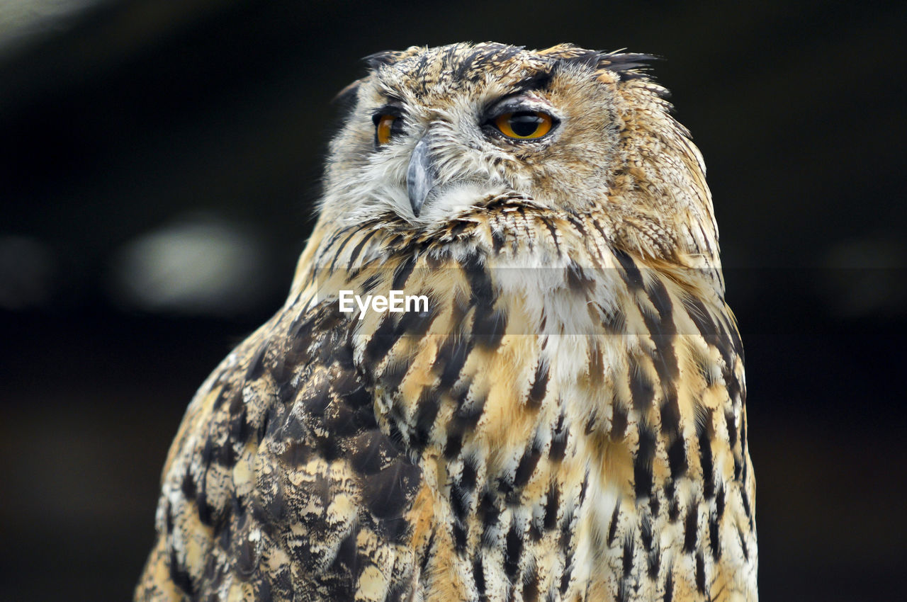 CLOSE-UP PORTRAIT OF AN OWL