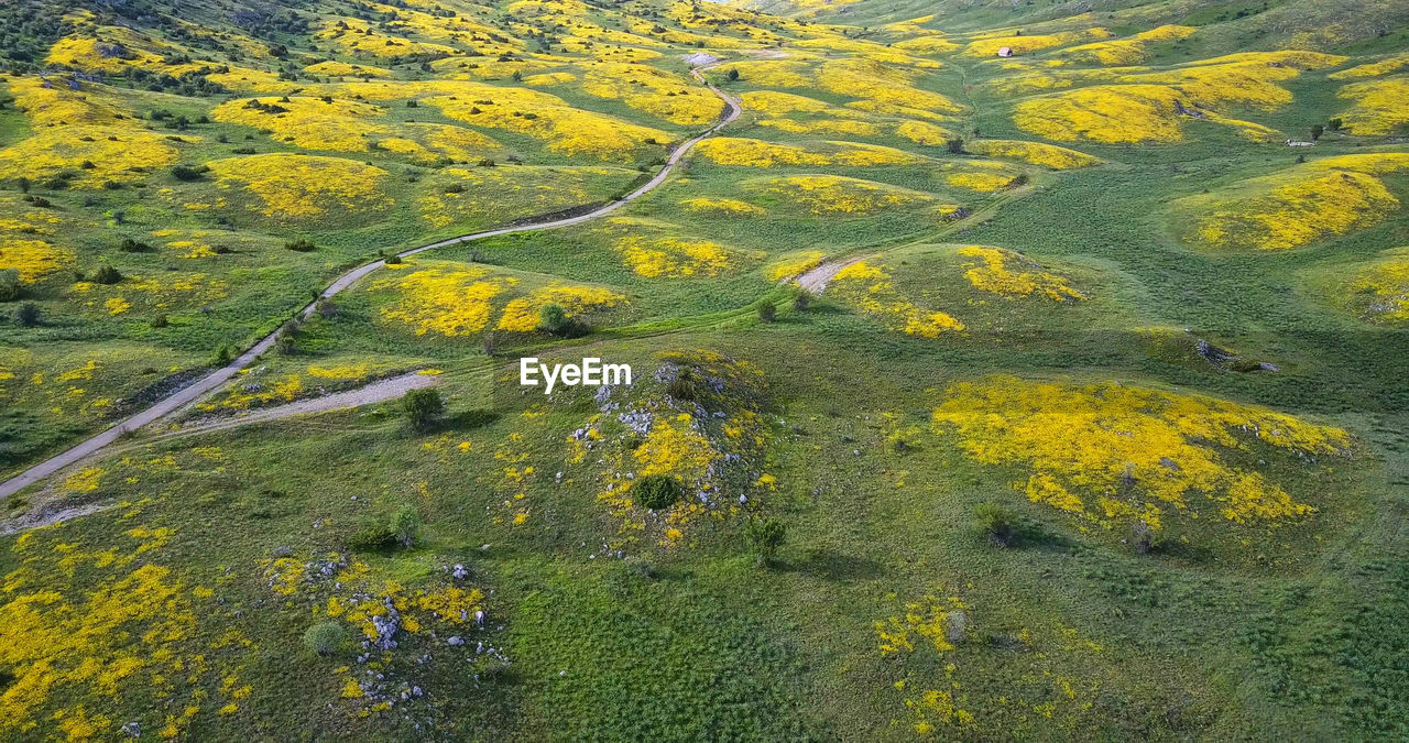 Yellow flowers on field