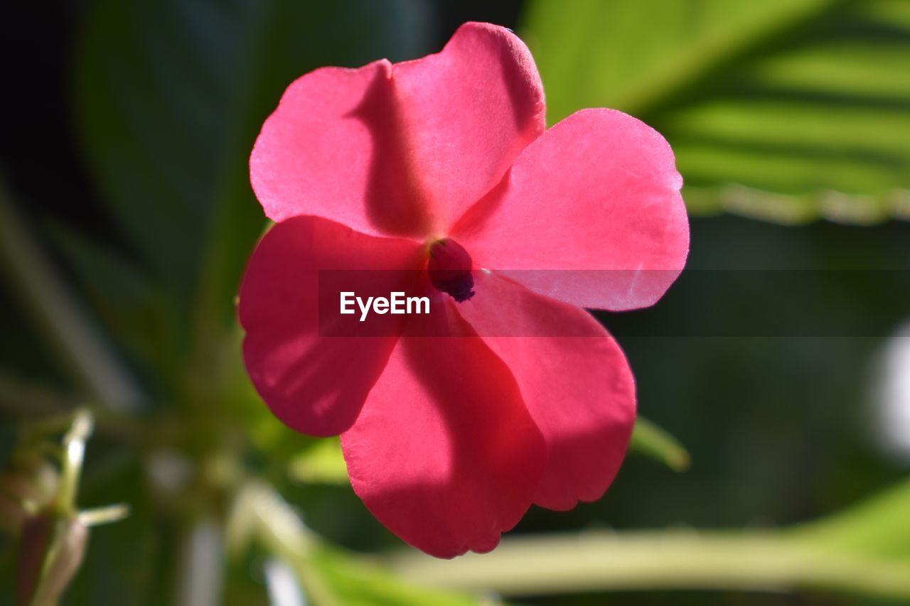 CLOSE-UP OF FRESH PINK FLOWER BLOOMING OUTDOORS