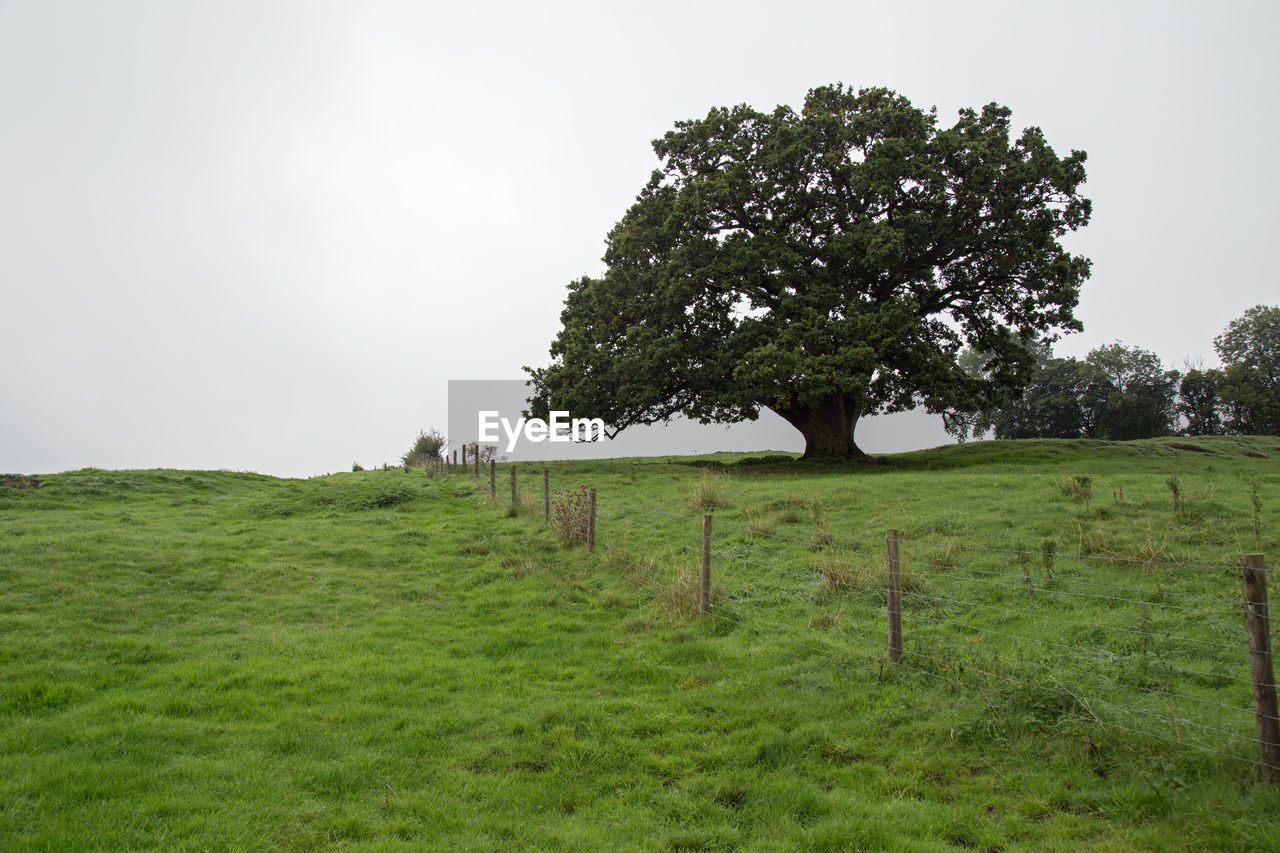 TREE ON FIELD AGAINST SKY