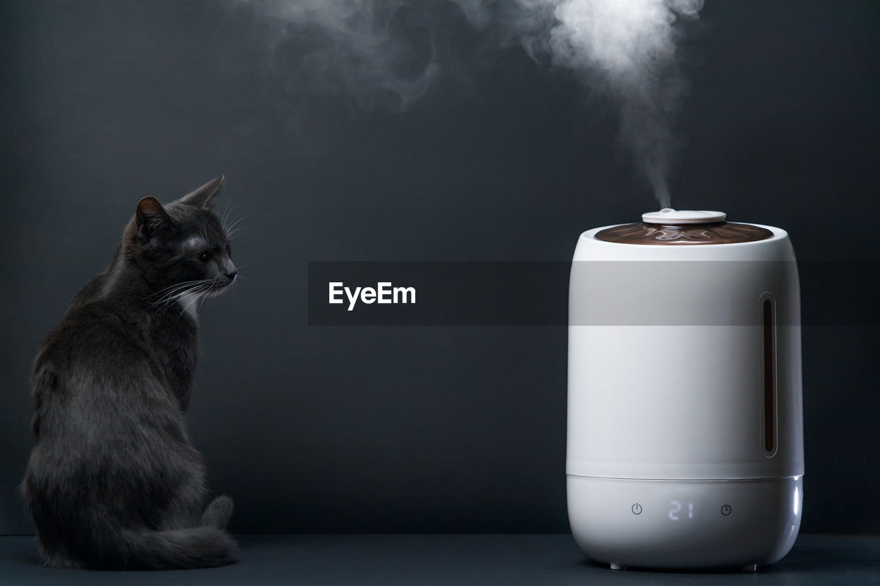 Air humidifier clean air and vaporizes steam up into the air. a dark grey kitten is sitting nearby. 