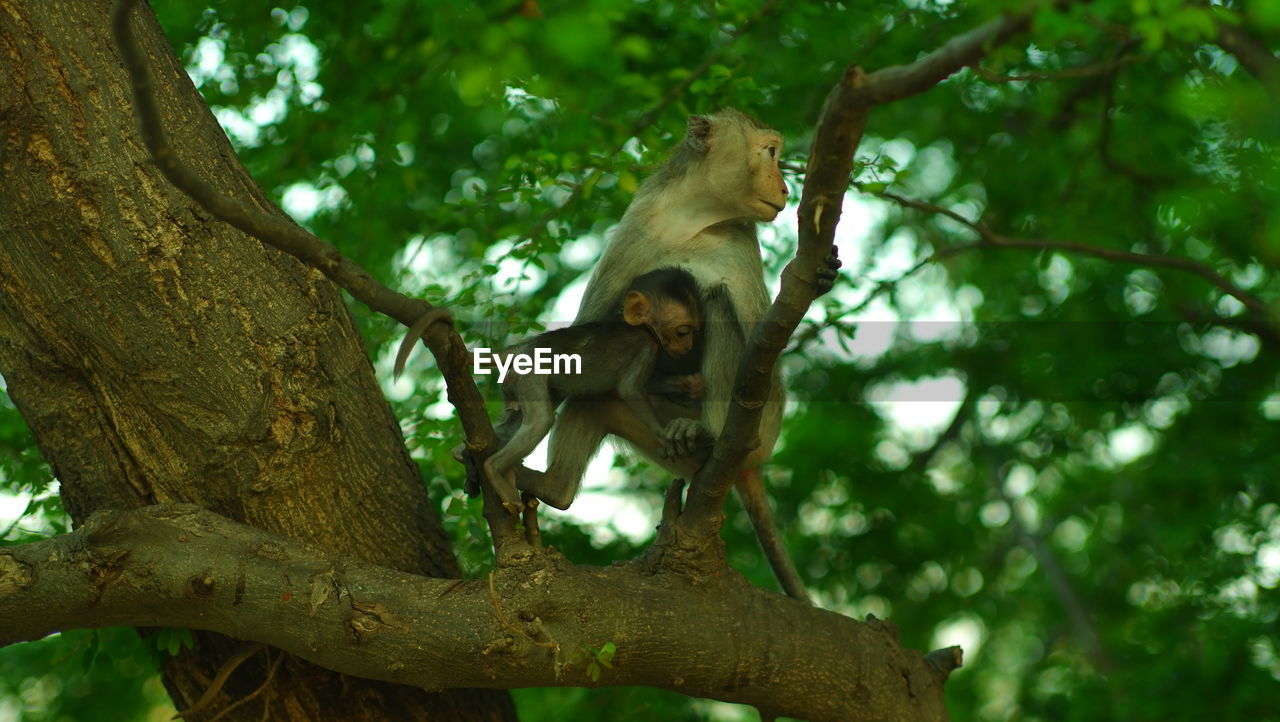 LOW ANGLE VIEW OF MONKEY ON TREE TRUNK