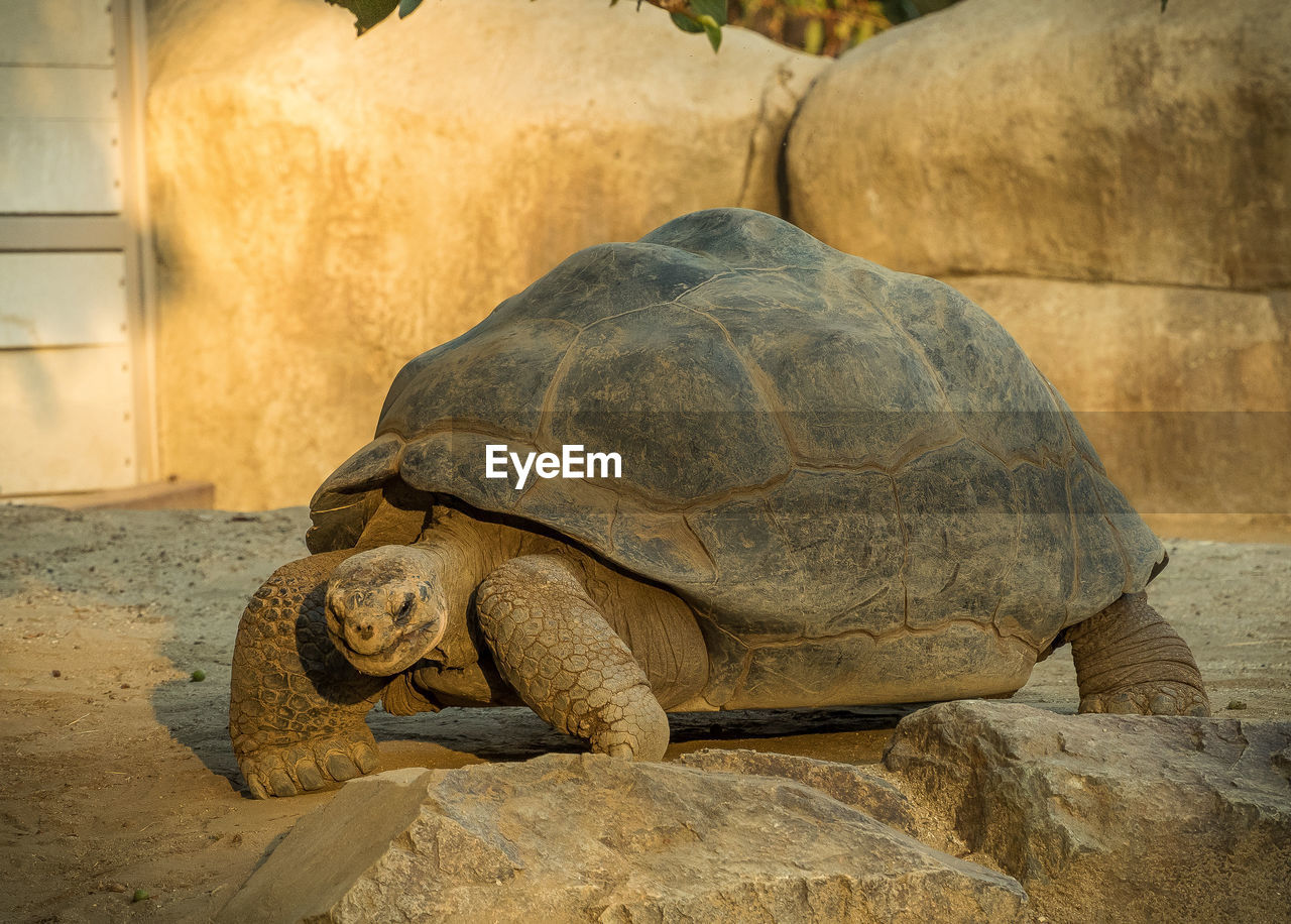 Galapagos giant tortoise on field