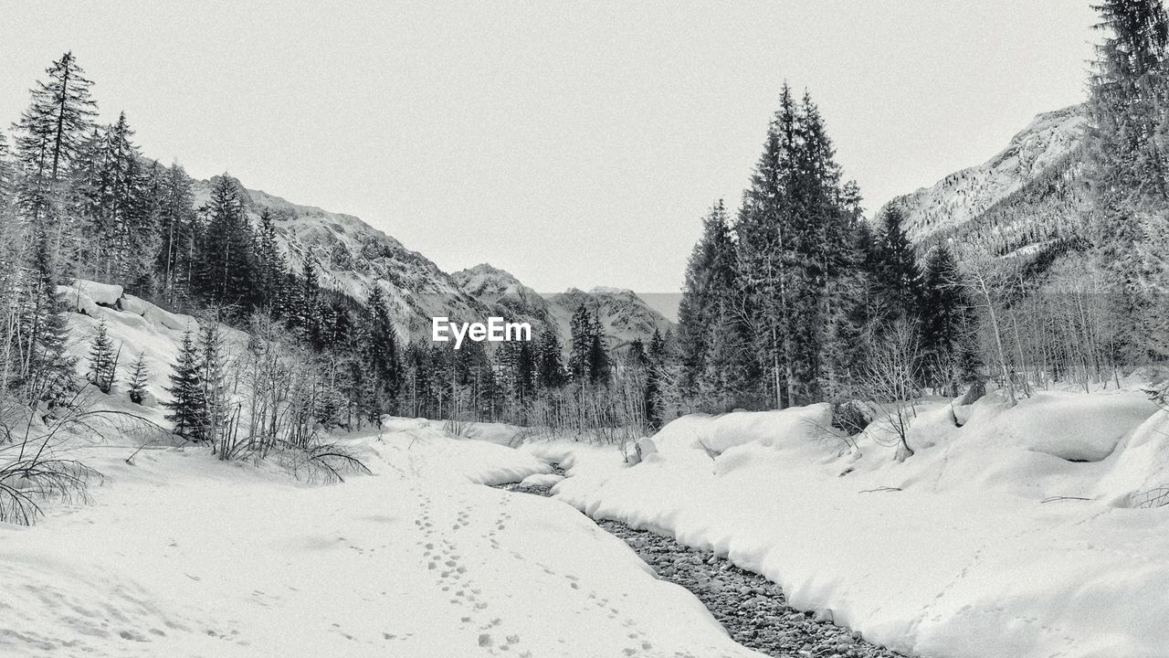 Pine trees on snow covered land against sky