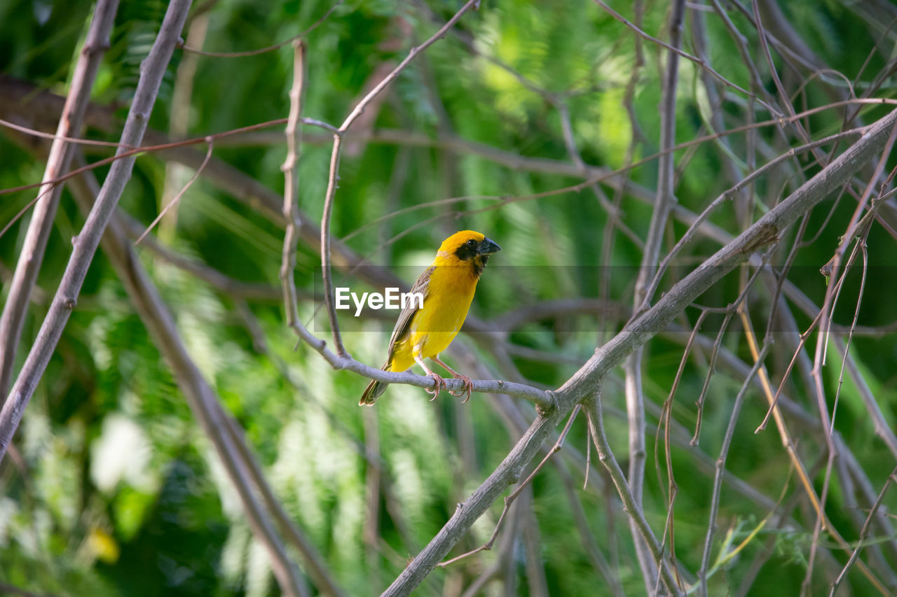 BIRD PERCHING ON A PLANT