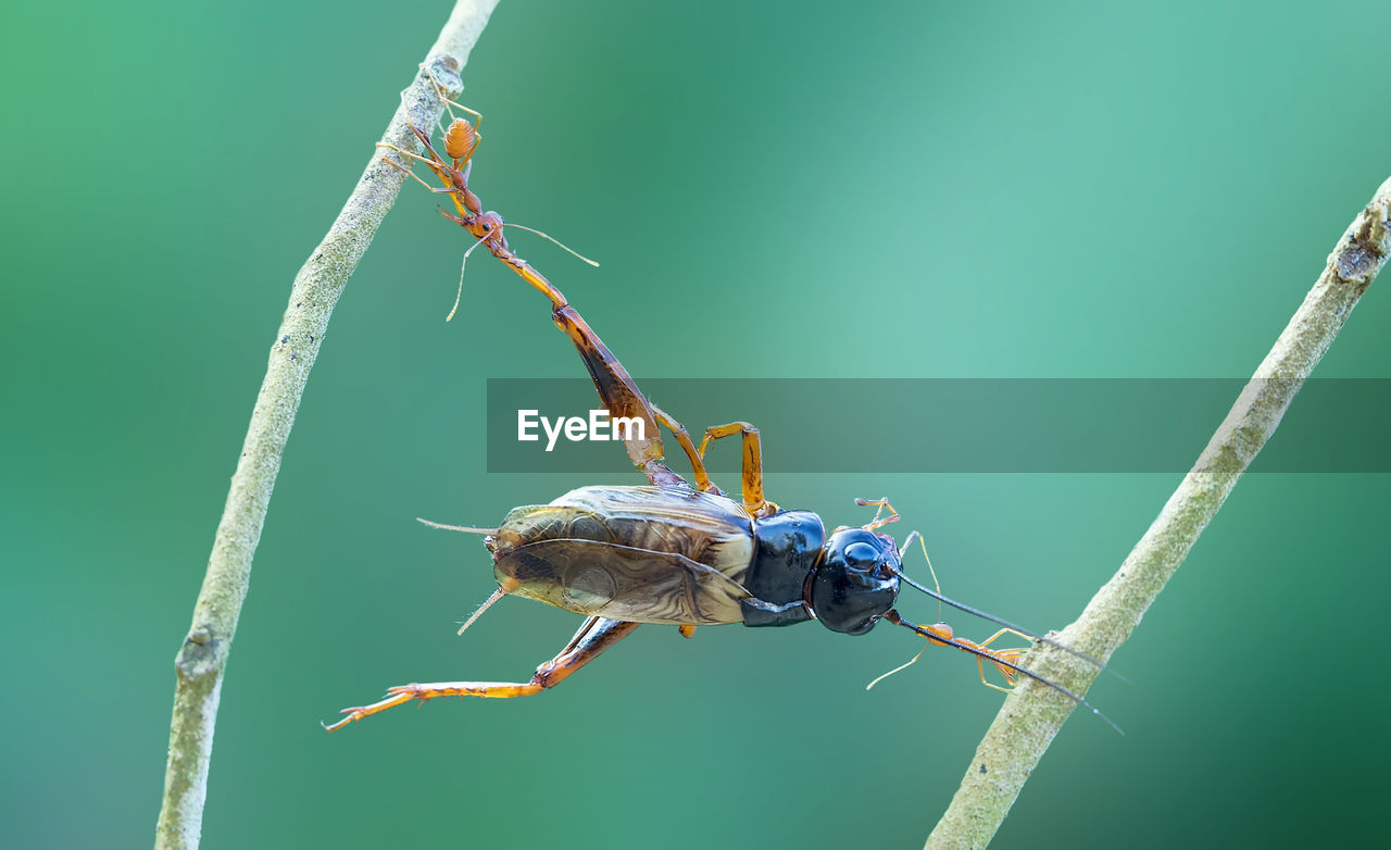 Close-up of insect on plant stems