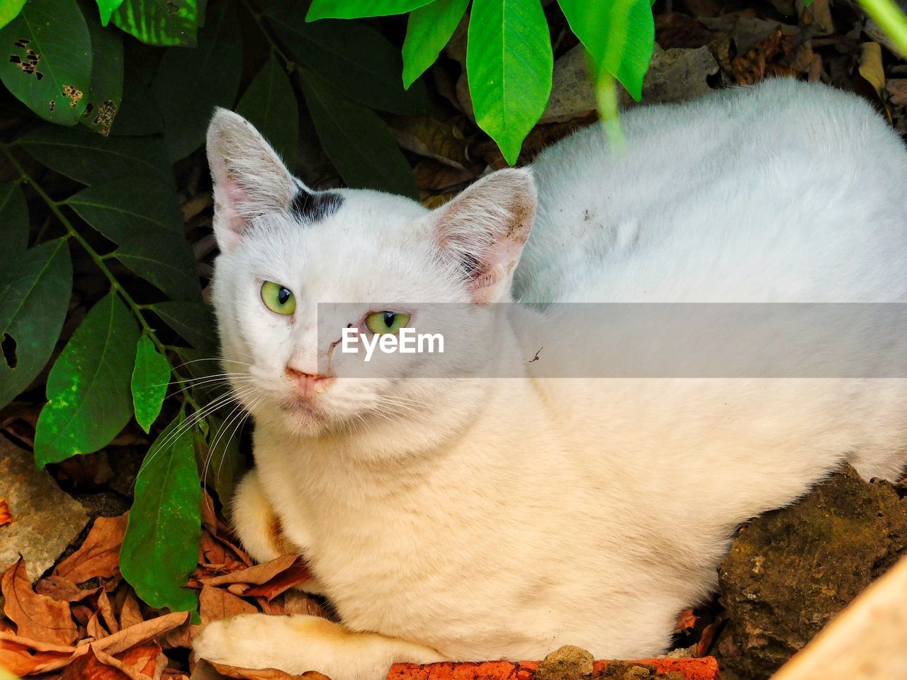 CLOSE-UP PORTRAIT OF CAT