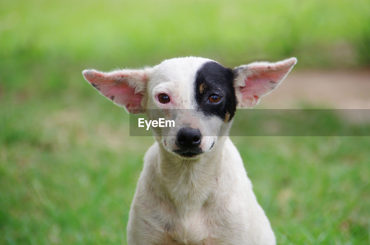 A portrait of a white puppy sitting and looking into the camera