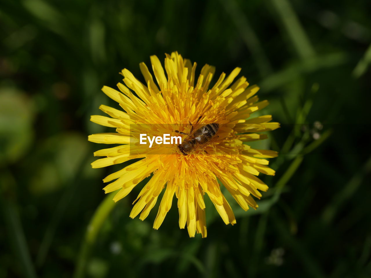 BEE POLLINATING ON YELLOW FLOWER