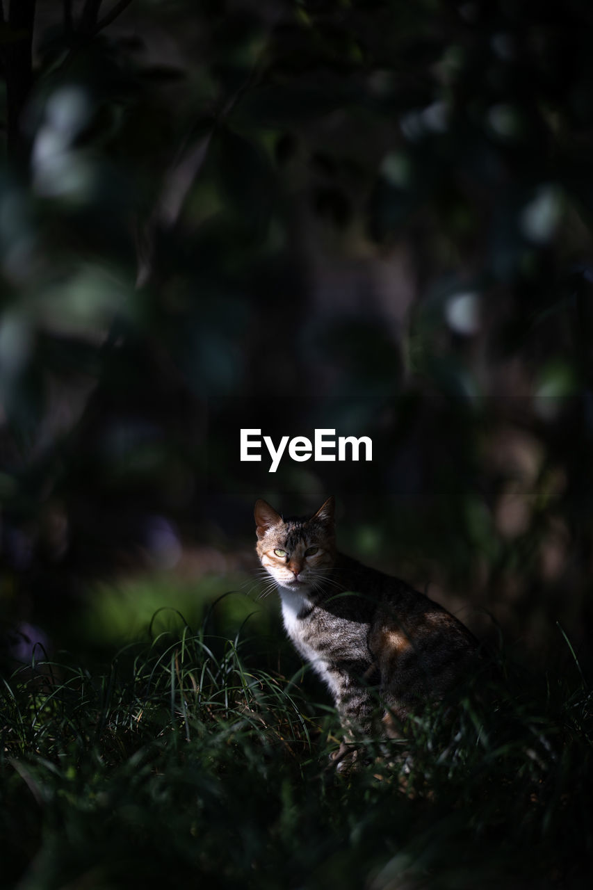 Portrait of a cat on field