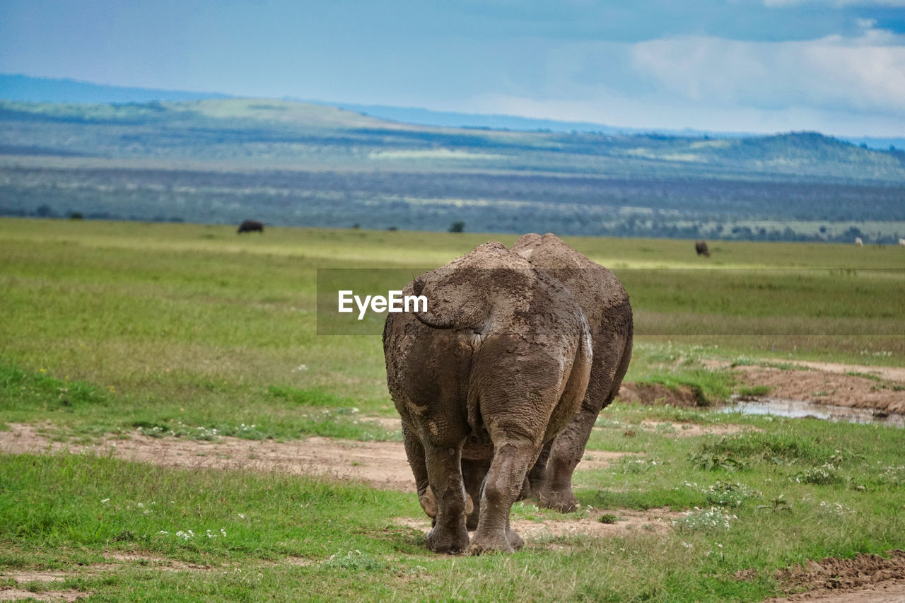 View of rhino on land