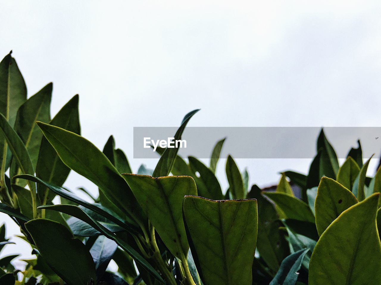 LOW ANGLE VIEW OF FRESH GREEN PLANT AGAINST SKY