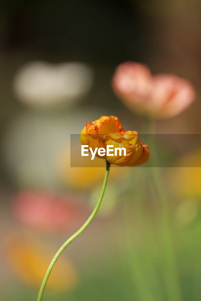 CLOSE-UP OF YELLOW FLOWER