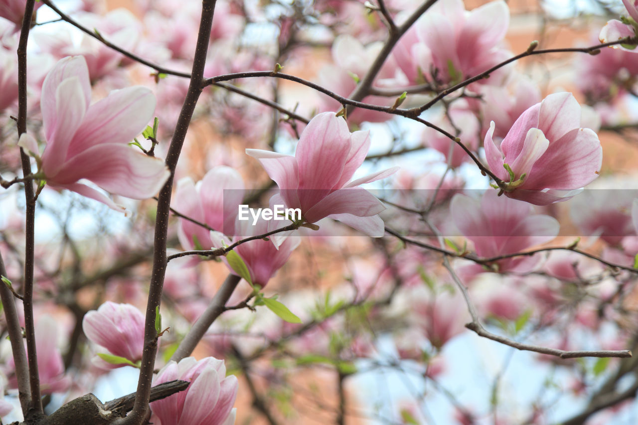 Close-up of pink cherry blossoms in spring