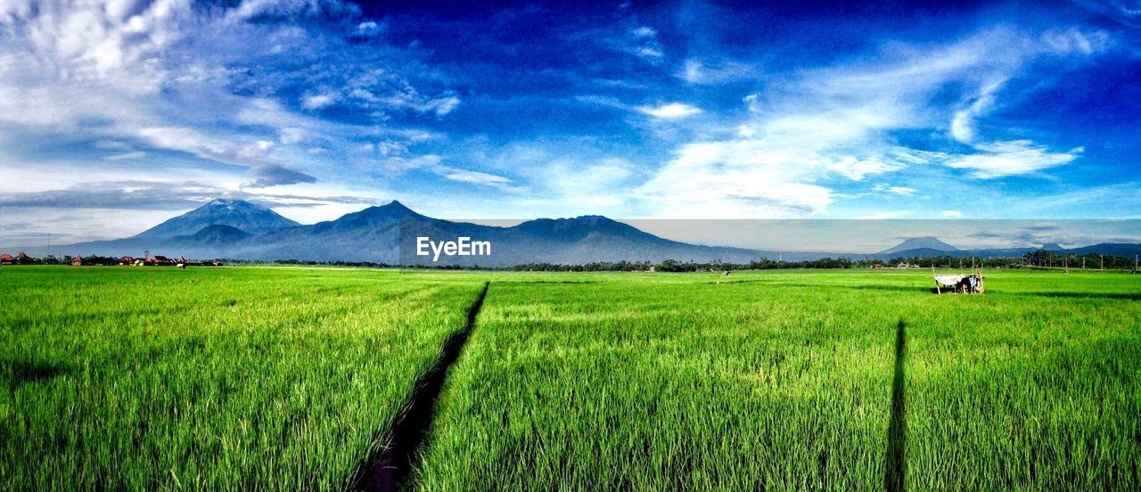 SCENIC VIEW OF AGRICULTURAL FIELD