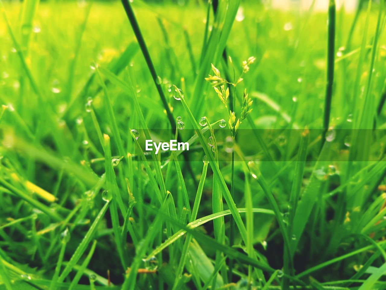 CLOSE-UP OF WET GRASS