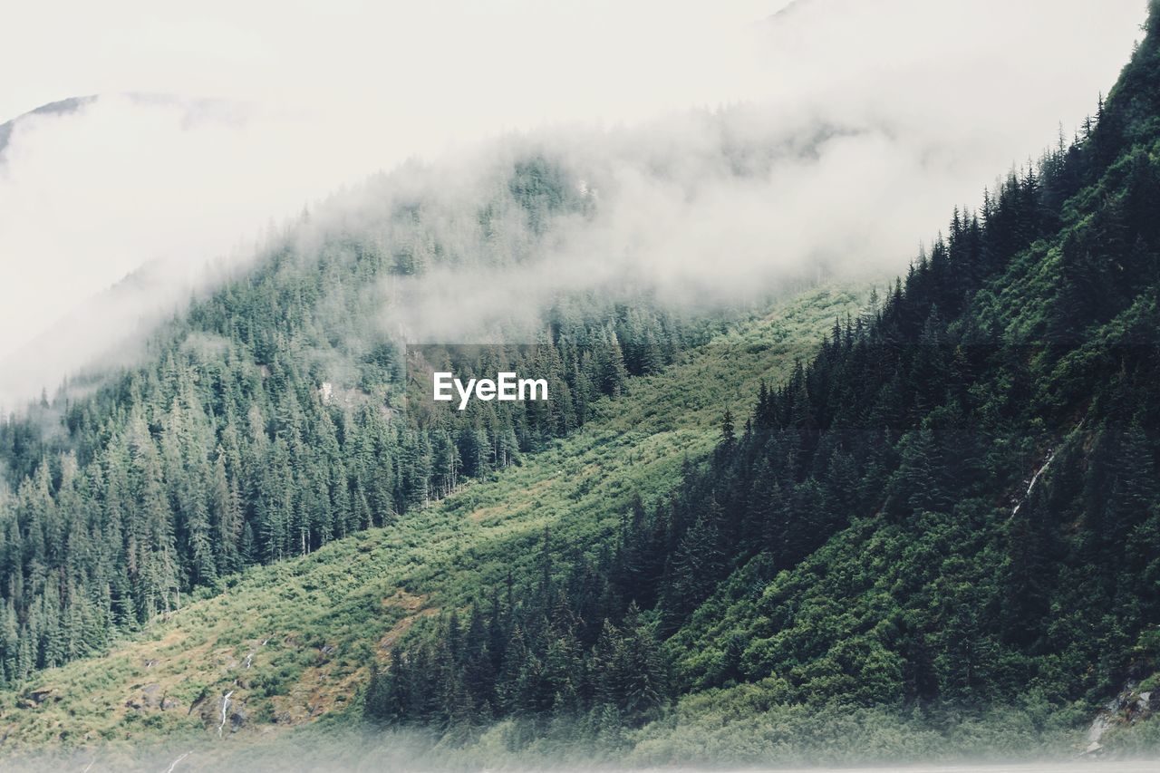 Scenic view of pine trees against sky