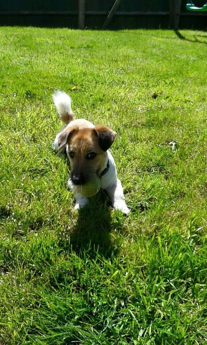 PORTRAIT OF DOG STANDING ON GRASSY FIELD