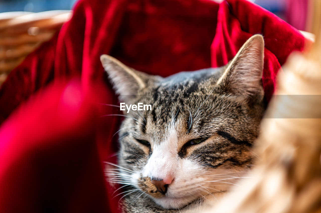 Close-up of cat relaxing in basket with red padding...